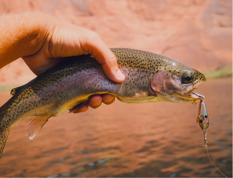 Hand holding a rainbow trout with a hook in its mouth against a blurred natural background